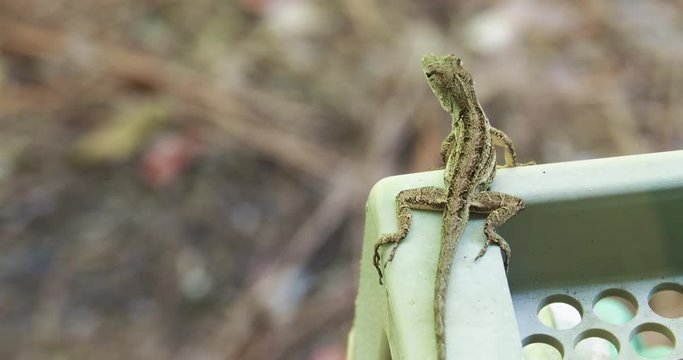 Cuban Anole looking for a meal