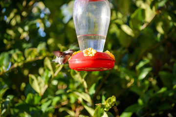 Colibri, Kolibri (Trochilidae)