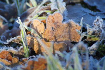 fir branch snow