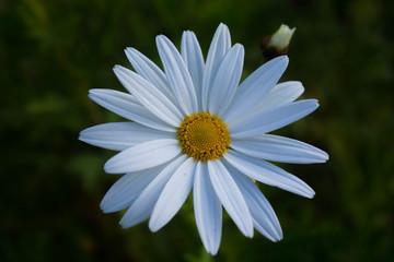 Fototapeta premium Flor