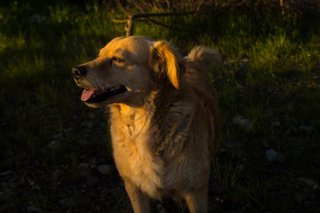 Fototapeta premium Perro