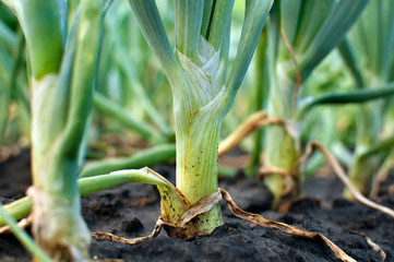 organically cultivated onion plantation in the vegetable garden © beerfan