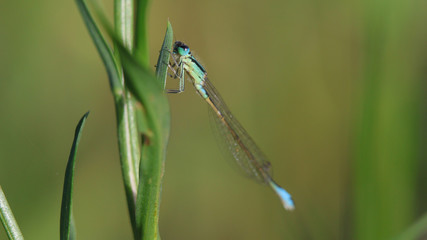 Caballito del diablo, zygoptera