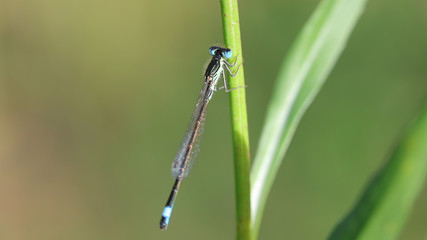 Caballito del diablo, zygoptera