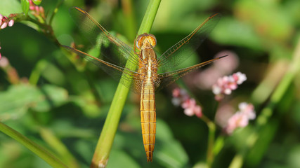 Libélula, Anisoptera
