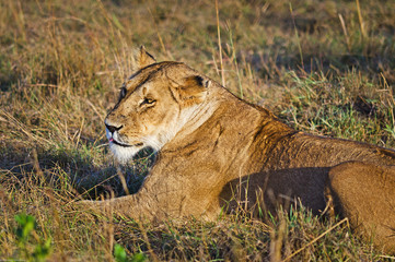 afrika