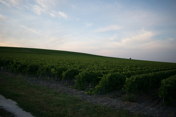 Sunset on vineyard 