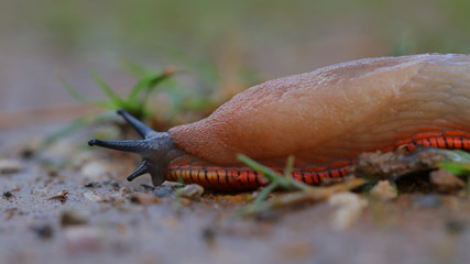 Babosa