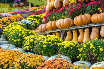 A composition of pumpkins lined up in rows, against a background of yellow and red flowers. Colorful autumn in Moscow city, Russia.