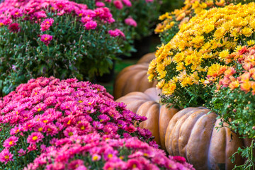 Yellow large pumpkins lie on the ground, between rows of red flowers - chrysanthemums. Colorful autumn in Moscow city, Russia.