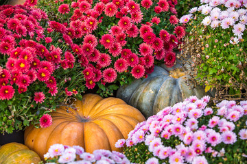 Yellow large pumpkins lie on the ground, between rows of red flowers - chrysanthemums. Colorful autumn in Moscow city, Russia.