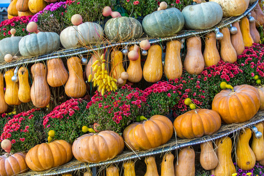 A composition of pumpkins lined up in rows, next to bouquets of real flowers. Colorful autumn in Moscow city, Russia.