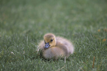 Little Gosling