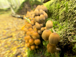 Jesienne widoki w ostępach puszczańskich