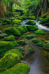 Fototapeta premium Rainforest Water 2