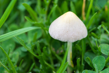 Panaeolus papilionaceus, Panaeolus campanulatus, BELL CAP MUSHROOM close up with green grass background