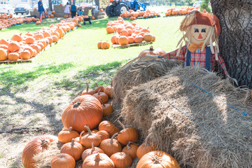Pumpkin decoration at free to public pumpkin patch in local community church at Pearland, Texas, USA. Unidentified parents and kids taking photo. Pumpkin sales go toward outreach. Halloween background