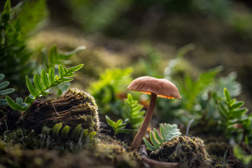 mushroom in the fall in the forest