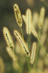 Plants in the morning