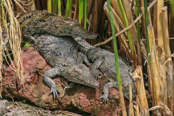 Three crocodiles on the terracotta stone relax under the sun among dry grass stalks