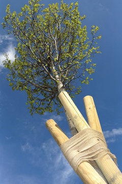 arbre