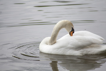 Obraz premium Swan In a Lake