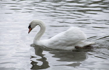 Fototapeta premium Swan In a Lake