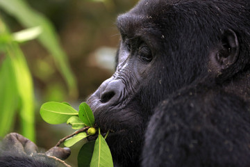 Obraz premium Close-up of a Mountain Gorilla (Gorilla beringei beringei) Feeding. Bwindi Impenetrable National Park, Uganda