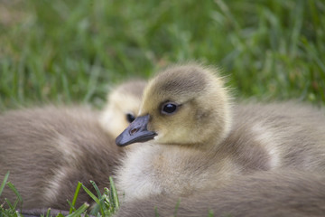 Little Gosling