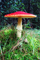 Bug agaric