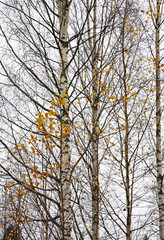 Tree in Lomarantala. Tahko. Finland