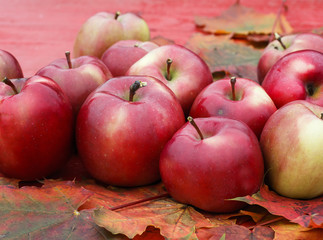 lot of ripe red apples lie on a wooden table on colorful maple leaves in autumn garden
