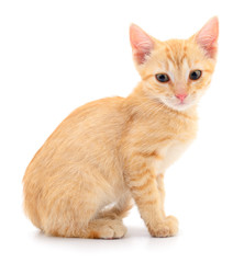 Kitten on white background.