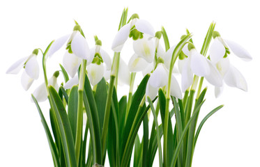 Snowdrops (Galanthus nivalis) on white background