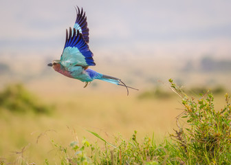 Lilac-breasted roller in flight, Kenya