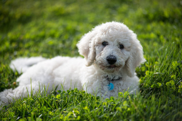 Golden doodle puppy