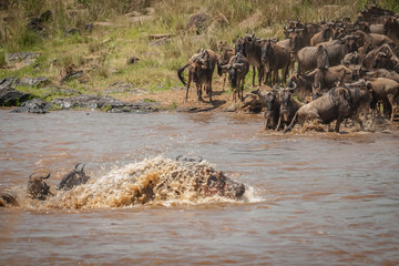 Hippo trying to get out of the way of the migration