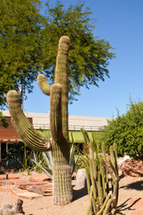 Fototapeta premium Cactus Garden, Henderson, Las Vegas