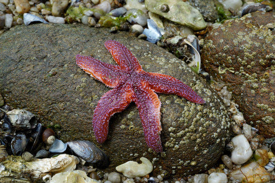 Starfish on a rock at low tide