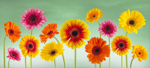 colorful gerbera flowers isolated can be used as background