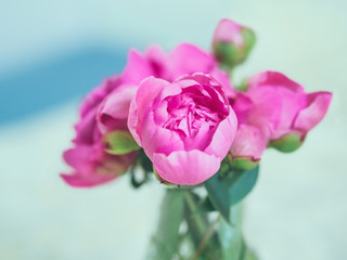 Beautiful pink peony flowers and buds against blurred background.