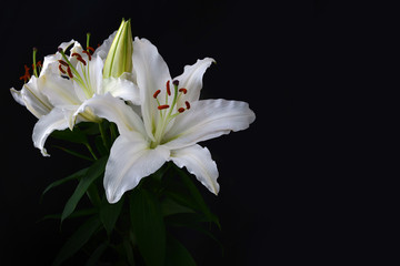 Fototapeta na wymiar White lily on black background