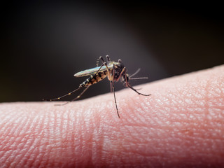 Yellow Fever, Malaria or Zika Virus Infected Mosquito Insect Bite on Dark Background