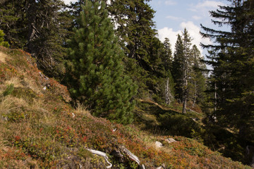 Fototapeta na wymiar bergwald