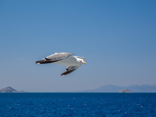 Möwe im Flug
