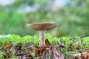 white mushrooms inedible immersed in nature and in the moss