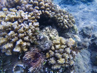 Coral reef texture. Exotic island shore shallow water. Tropical seashore landscape underwater photo.