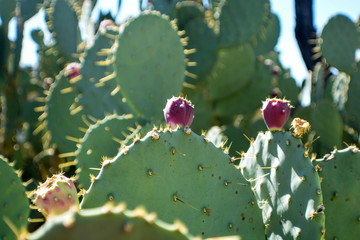 Nahaufnahmen, Kaktus, Cactus, Henderson, Las Vegas