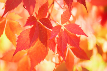 Background from autumn leaves.