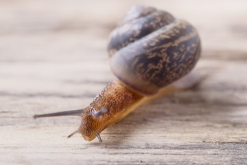 The snail creeps on a wooden table.
